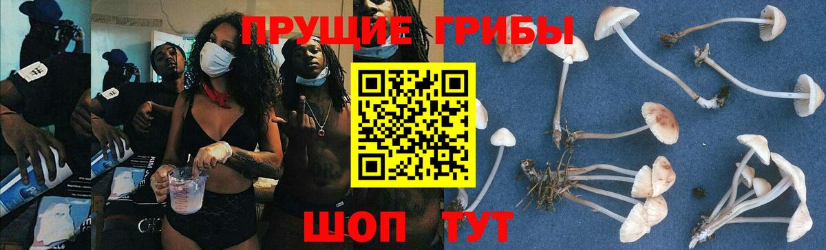 Галлюциногенные грибы GOLDEN TEACHER  Вход с VPN  Брянск  Галлюциногенные грибы мицелий 